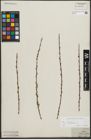 Foto von Salix repens subsp. incubacea (L.) A. Neumann